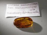 Baltic Amber Insect