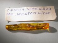 Baltic Amber Insect