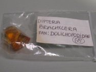 Baltic Amber Insect