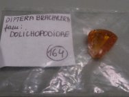 Baltic Amber Insect