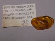 Brachycera Amber Insect