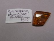 Formicidae Baltic Amber Insect