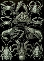 Invertebrate Fossils