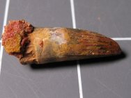 Spinosaurus maroccanus Dinosaur Tooth