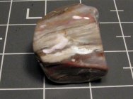 Crytozoon Stromatolite