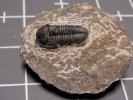 Gerastos granulosus Proetid Trilobite