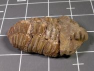 Diacalymene Phacopid Trilobite